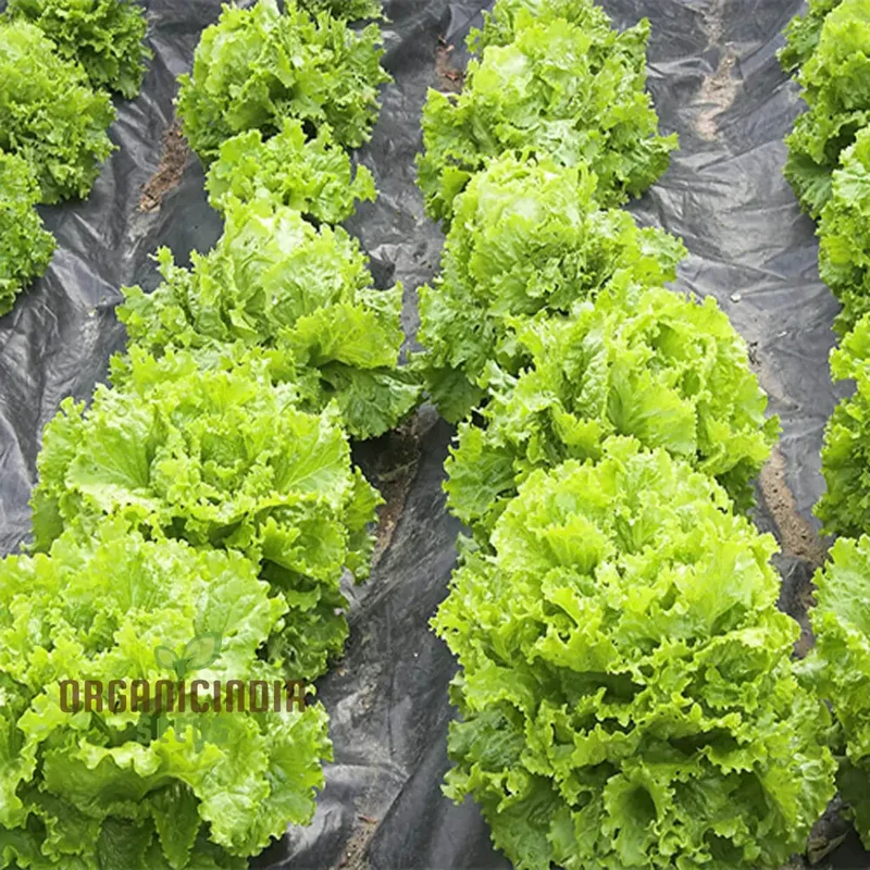 Lettuce Great Lakes Seeds for Gardening Enthusiasts | Heirloom Seeds for Healthy Greens