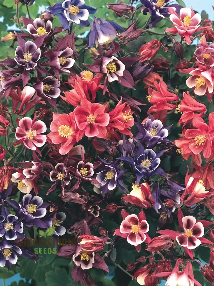 Rare Aquilegia Vulgaris 'Alchemist's Mix' Seeds - Exquisite Garden Perennials for Planting and Gardening Enthusiasts