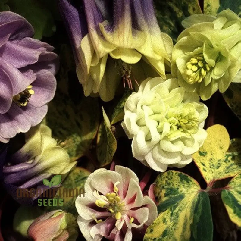 Rare Aquilegia Vulgaris 'Alchemist's Mix' Seeds - Exquisite Garden Perennials for Planting and Gardening Enthusiasts