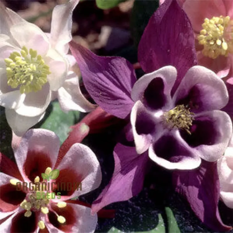 Rare Aquilegia Vulgaris 'Alchemist's Mix' Seeds - Exquisite Garden Perennials for Planting and Gardening Enthusiasts