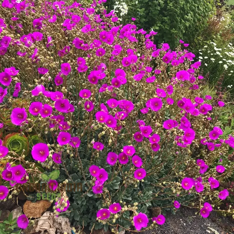 Calandrinia Grandiflora Seeds – Rock Purslane Variety for Vibrant Garden Blooms