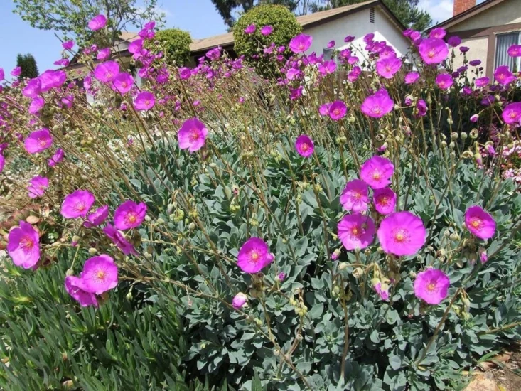 Calandrinia Grandiflora Seeds – Rock Purslane Variety for Vibrant Garden Blooms