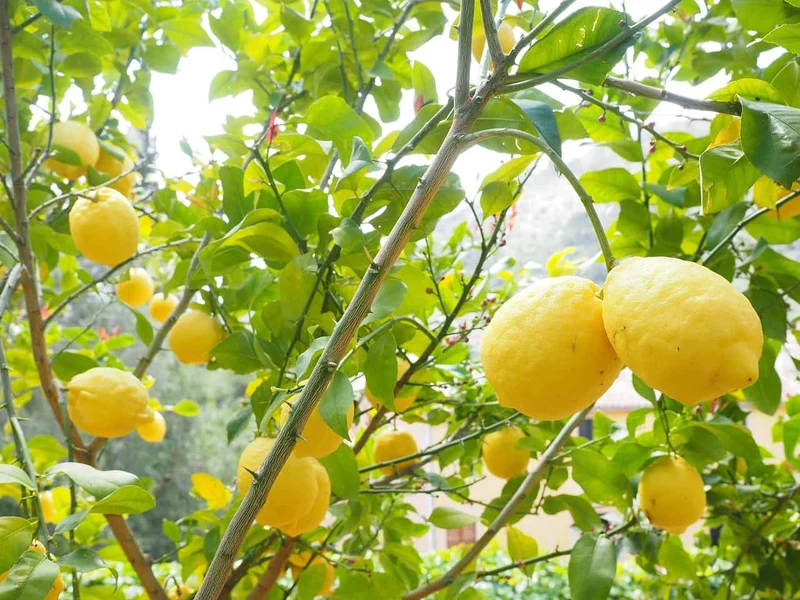 Lemon Fruit Seeds for Your Lush Garden: Start Growing Citrus with Top-Quality Gardening Seeds
