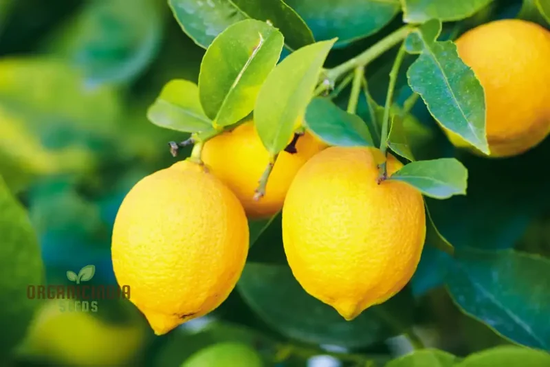 Lemon Fruit Seeds for Your Lush Garden: Start Growing Citrus with Top-Quality Gardening Seeds