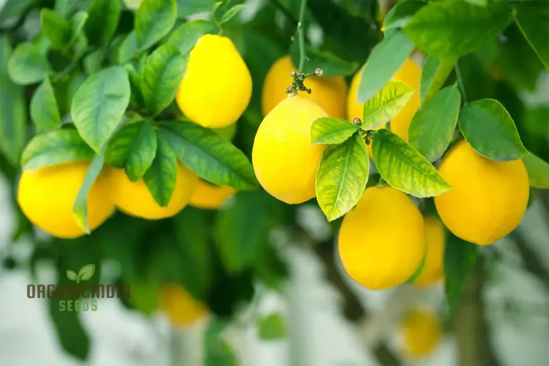 Lemon Fruit Seeds for Your Lush Garden: Start Growing Citrus with Top-Quality Gardening Seeds