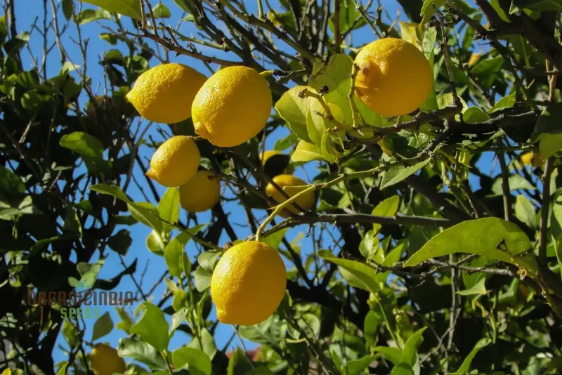 Lemon Fruit Seeds for Your Lush Garden: Start Growing Citrus with Top-Quality Gardening Seeds