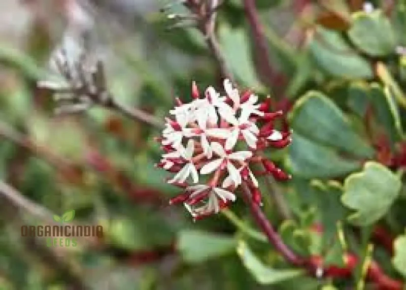 Bellendena Montana Seeds For Planting: Cultivating Tranquility in Your Garden - Premium Gardening Essentials & Expert Tips