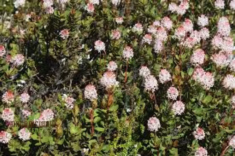 Bellendena Montana Seeds For Planting: Cultivating Tranquility in Your Garden - Premium Gardening Essentials & Expert Tips