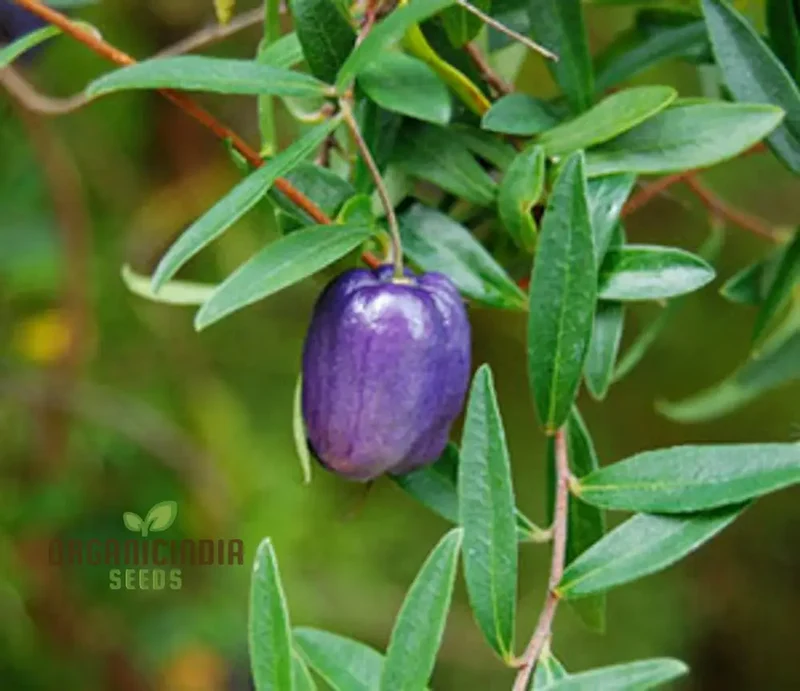 Billardiera Longiflora Seeds For Planting, Exotic Blooms for Your Garden