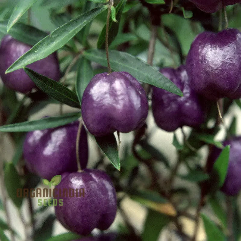 Billardiera Longiflora Seeds For Planting, Exotic Blooms for Your Garden