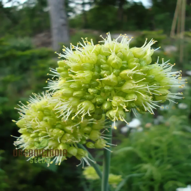 Allium Obliquum Seeds – Premium Ornamental Onion Variety for Stunning Garden Displays