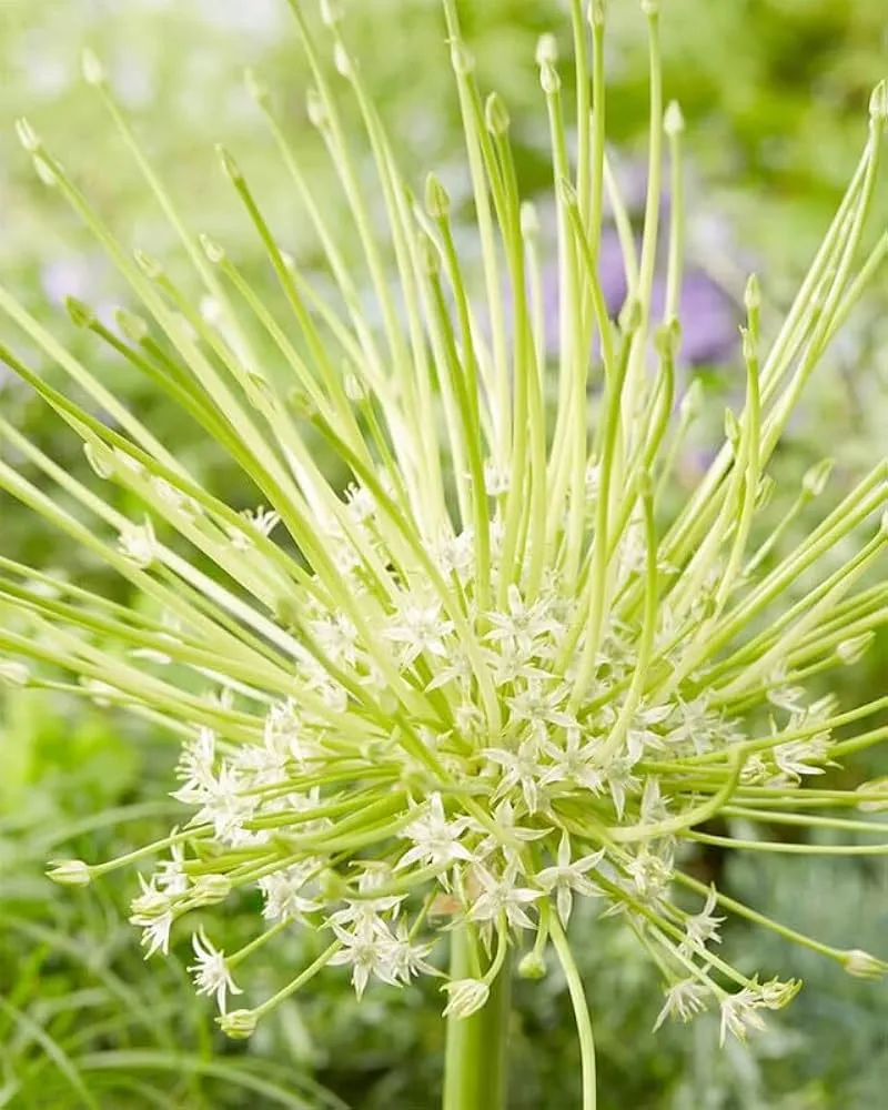 Allium Obliquum Seeds – Premium Ornamental Onion Variety for Stunning Garden Displays