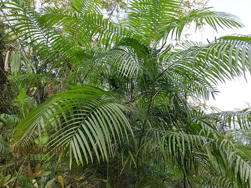 Calamus viminalis Planting Seeds, Cultivating Hardy Plants with Expert Planting and Gardening