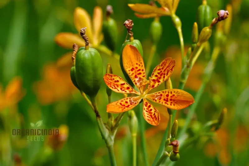 Belamcanda Chinensis Seeds For Planting: Exotic Tiger Lily of the Garden - Rare Perennial Plant for Stunning Floral Displays and Naturalizing Landscapes