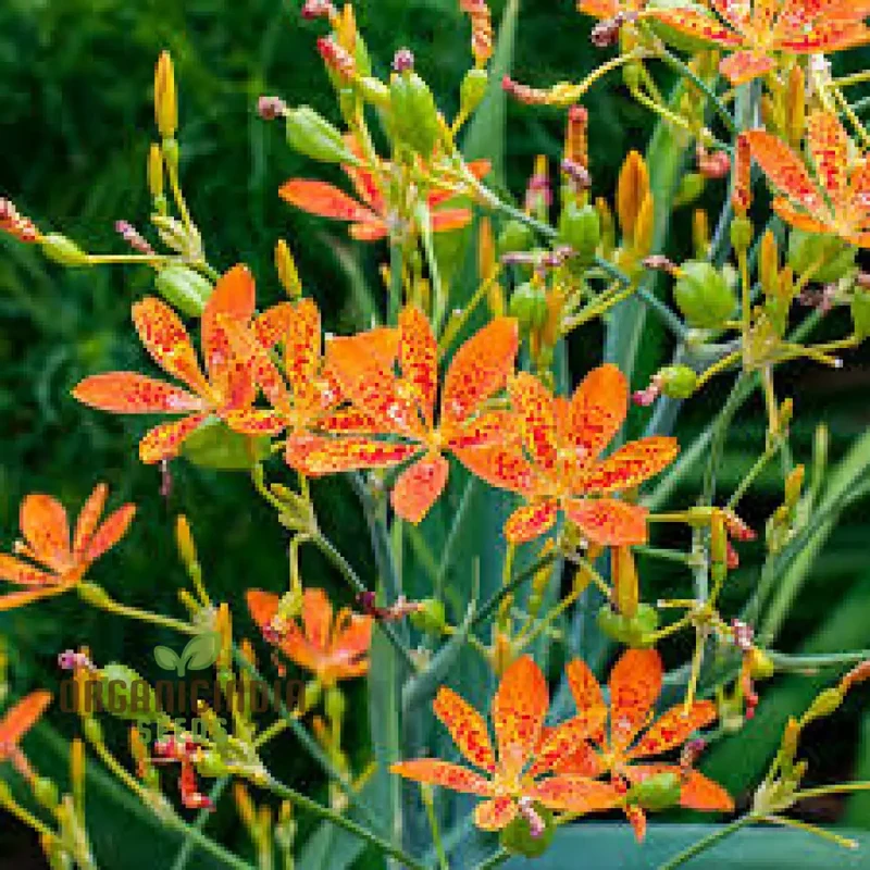 Belamcanda Chinensis Seeds For Planting: Exotic Tiger Lily of the Garden - Rare Perennial Plant for Stunning Floral Displays and Naturalizing Landscapes