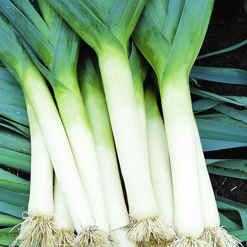 LEEK TADORNA Seeds for Vibrant Gardening Premium Garden Seeds for Hearty Harvests