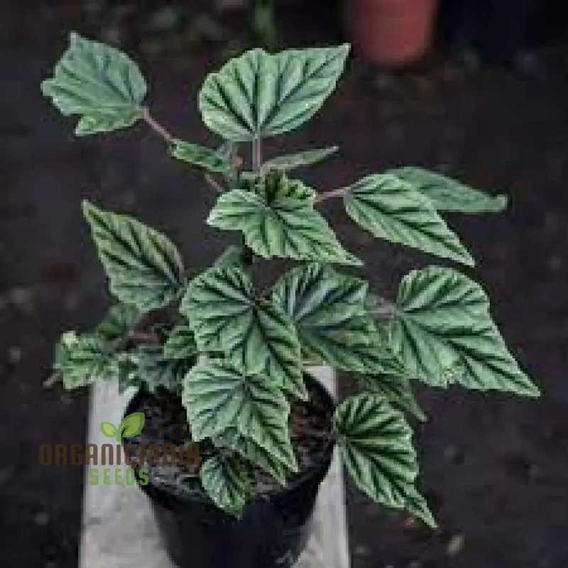 Begonia Incarnata Seeds For Planting: Cultivate Beauty with Our Premium Gardening Delights