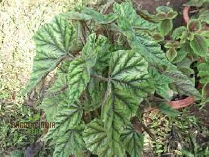 Begonia Incarnata Seeds For Planting: Cultivate Beauty with Our Premium Gardening Delights