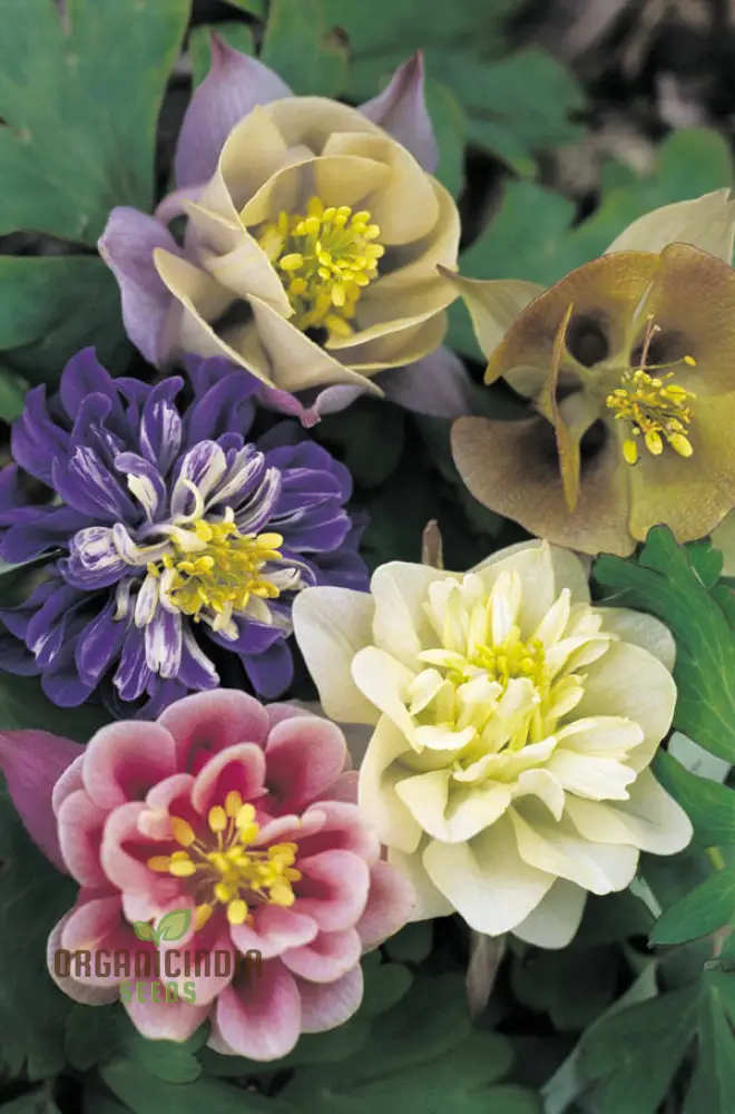 Aquilegia Vulgaris 'Alchemist's Gold' Seeds - Exquisite Gardening Perennials for Beautiful Blooms
