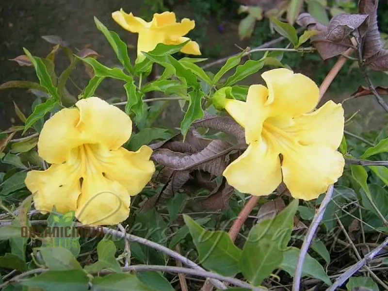 Bignonia Unguis-Cati Seeds For Planting Grow Your Own Cat's Claw Creeper Vine