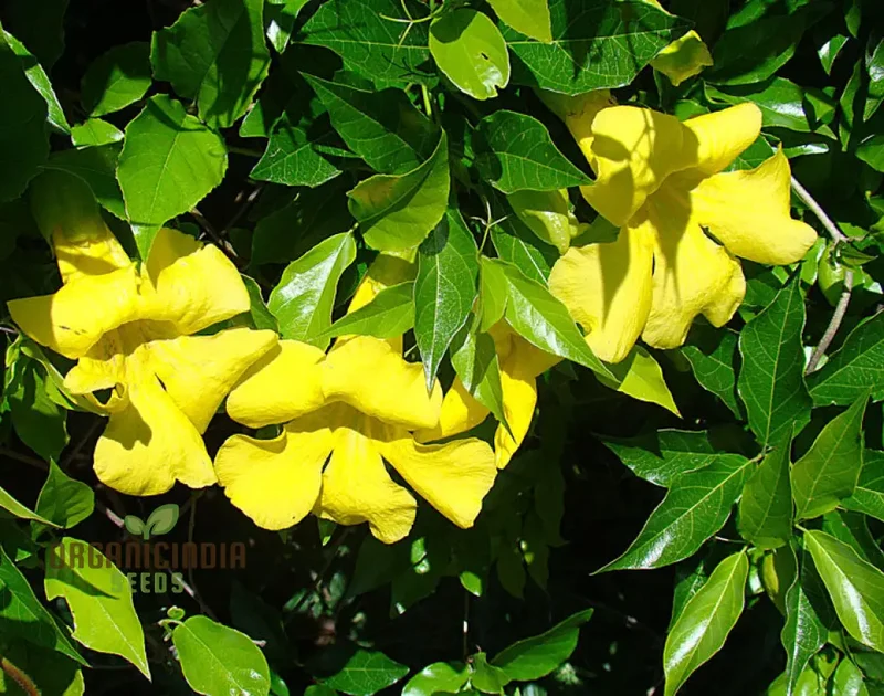 Bignonia Unguis-Cati Seeds For Planting Grow Your Own Cat's Claw Creeper Vine
