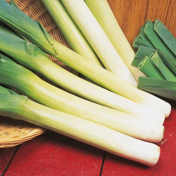 LEEK BLUE SOLAISE Seeds for Vibrant Gardening | Heirloom Vegetable Seeds for Your Sustainable Garden