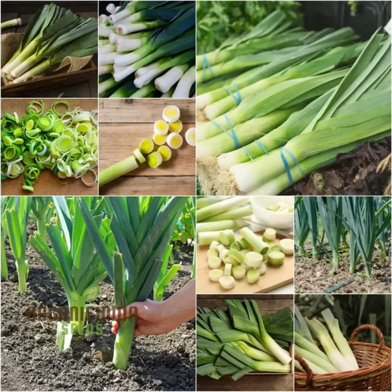 LEEK BLUE SOLAISE Seeds for Vibrant Gardening | Heirloom Vegetable Seeds for Your Sustainable Garden