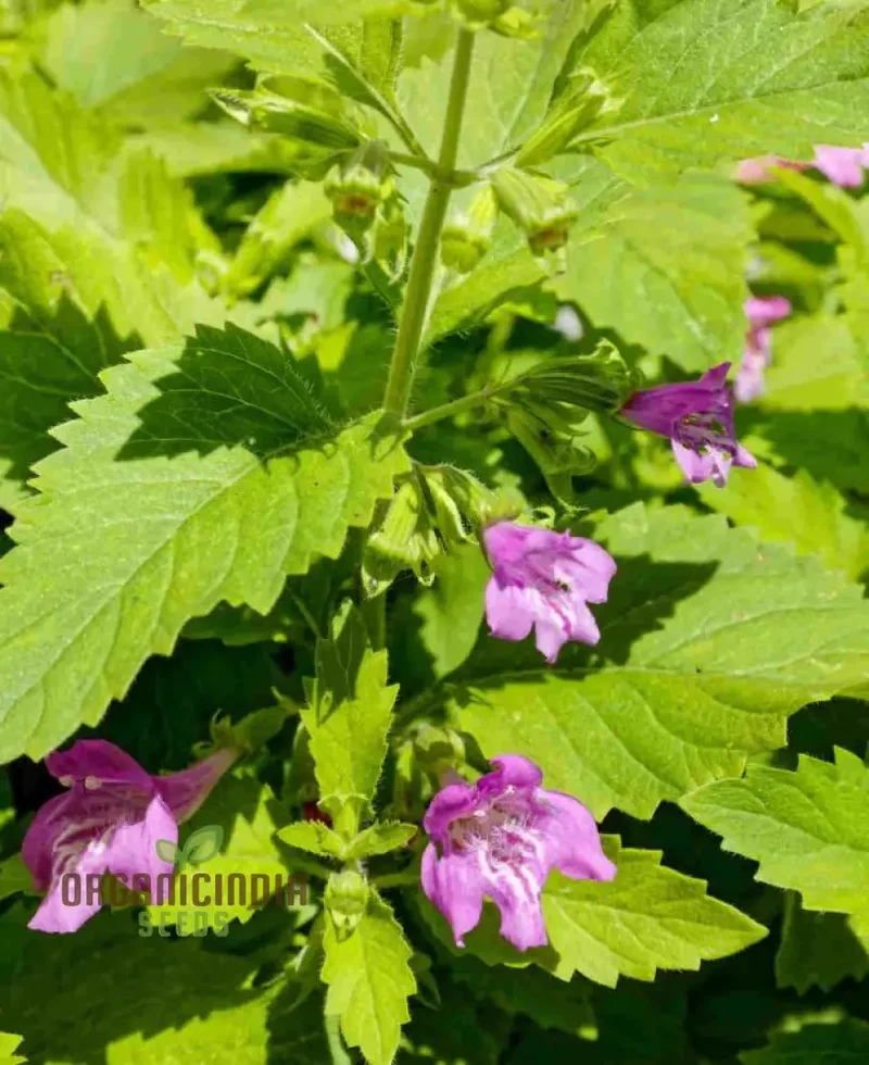 Calamintha Grandiflora Flower Seeds for Planting, Cultivating Stunning Blooms with Expert Planting and Gardening