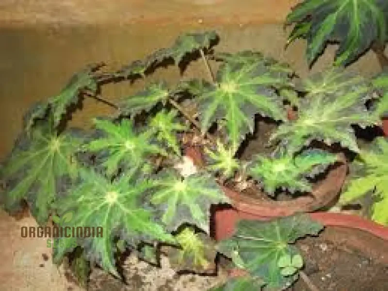 Begonia Heracleifolia Seeds For Planting: Premium Gardening Delight for Enthusiasts of Distinctive Foliage"