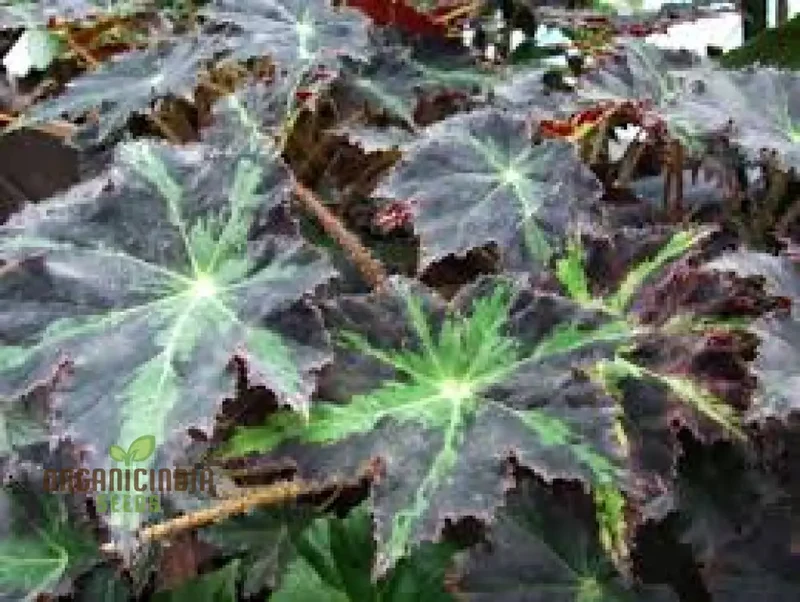 Begonia Heracleifolia Seeds For Planting: Premium Gardening Delight for Enthusiasts of Distinctive Foliage"