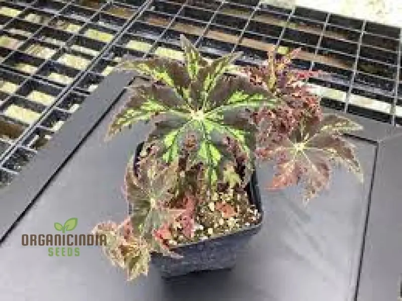Begonia Heracleifolia Seeds For Planting: Premium Gardening Delight for Enthusiasts of Distinctive Foliage"