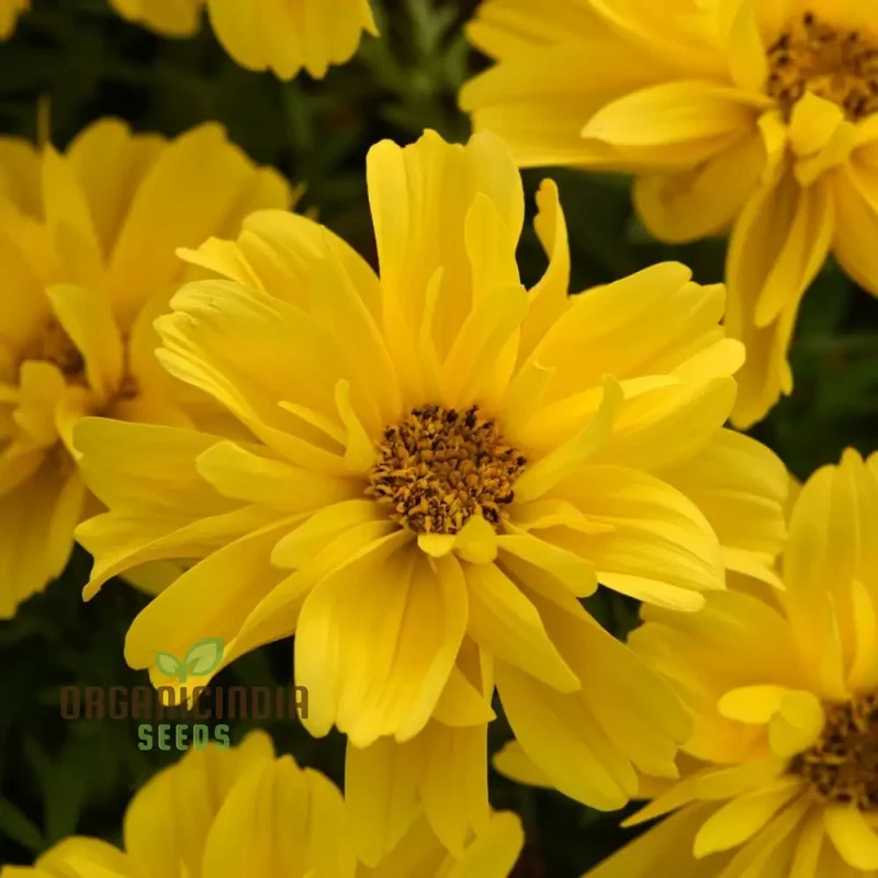 Bidens Ferulifolia Gold Nuggets Seeds For Planting, Brighten Your Garden with Golden Blooms