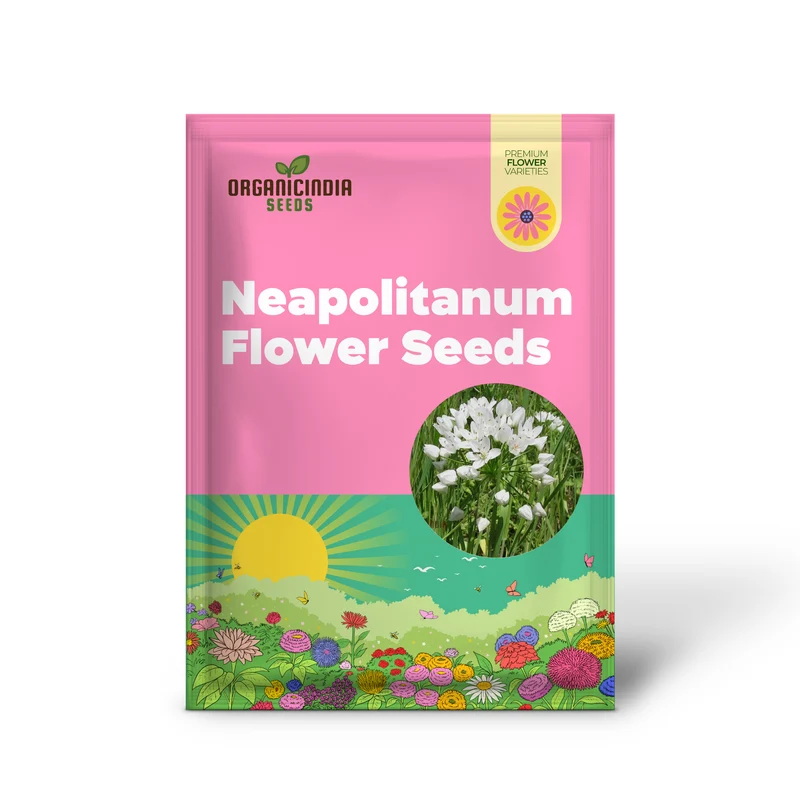 Allium Neapolitanum Flower Seeds for Planting, Premium Quality Seeds for Stunning Garden