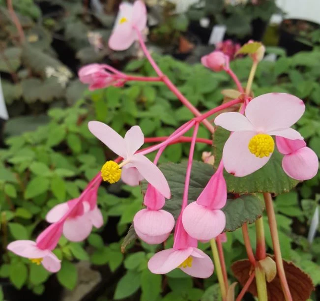Begonia Grandis Subs Evansiana Seeds For Planting: Elegant Perennial for Enthusiastic Gardeners and Plant Enthusiasts