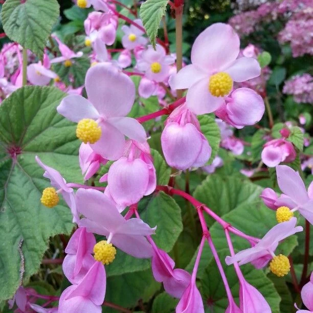Begonia Grandis Subs Evansiana Seeds For Planting: Elegant Perennial for Enthusiastic Gardeners and Plant Enthusiasts