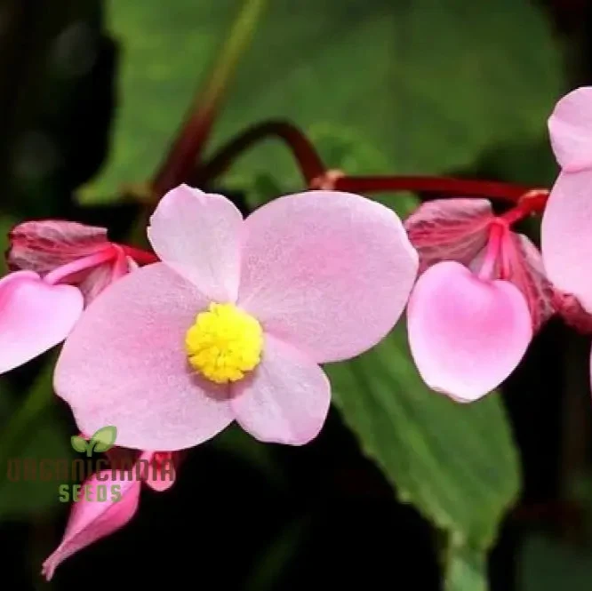 Begonia Grandis Subs Evansiana Seeds For Planting: Elegant Perennial for Enthusiastic Gardeners and Plant Enthusiasts