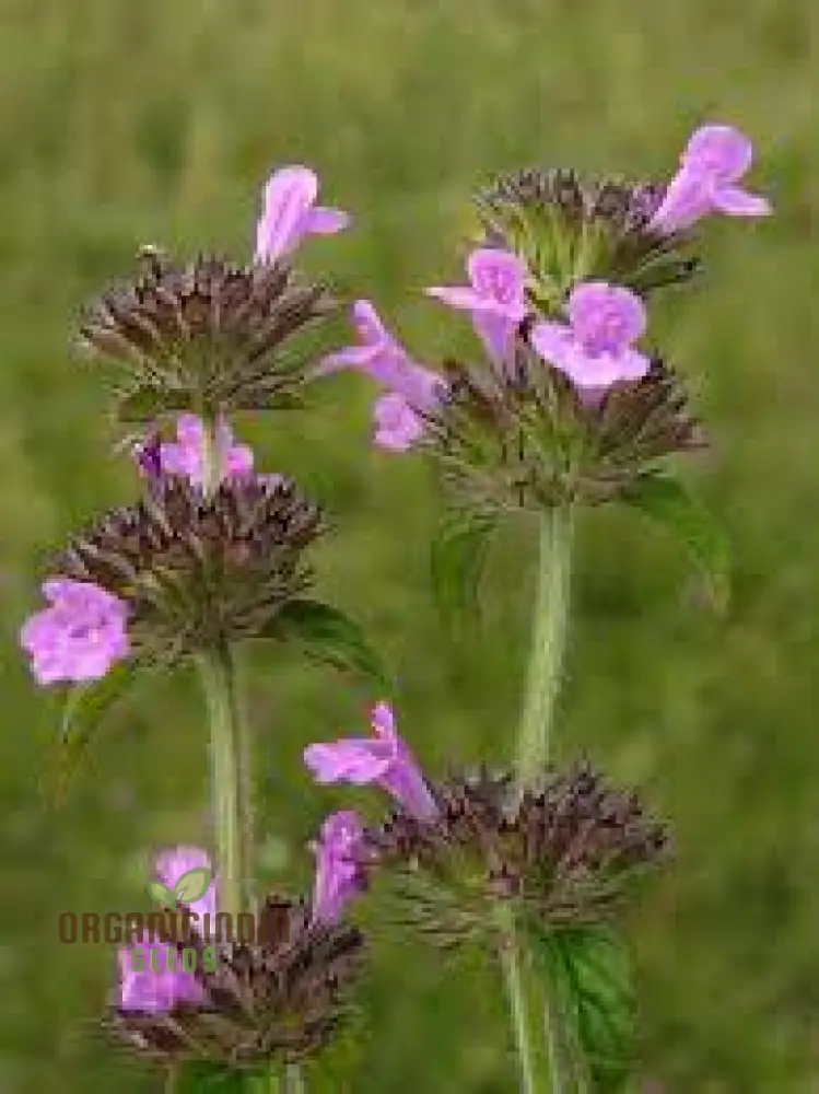 Calamintha Clinopodium Flower Seeds for Planting, Cultivating Fragrant Blooms with Expert Planting
