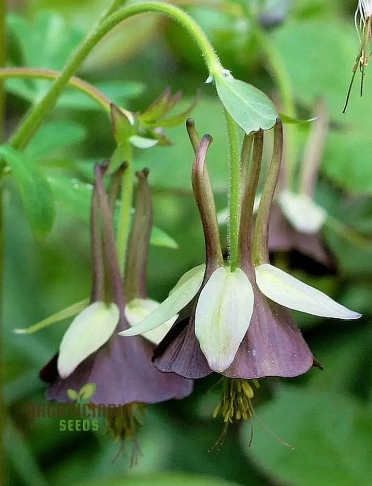 Buy Aquilegia Viridiflora Seeds for Gardening Enthusiasts | High-Quality Columbine Seeds