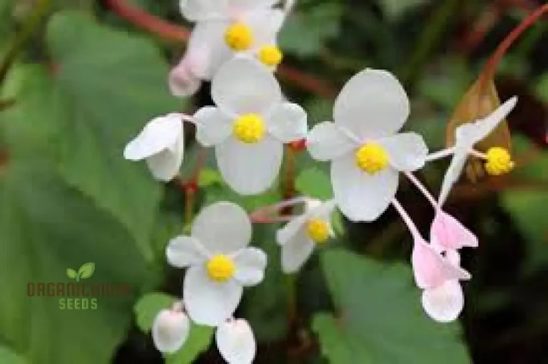 Begonia Grandis Alba Subsp Evansiana Seeds For Planting - Exquisite Gardening Delight for Discerning Plant Enthusiasts