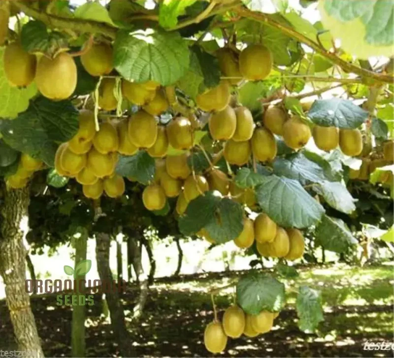 Kiwi Fruit Golden Seeds for Vibrant Gardening Enthusiasts: High-Quality Seeds for Your Lush Garden