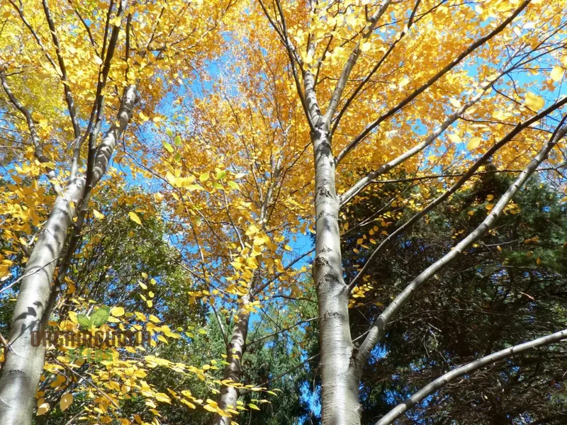 Betula Lenta Seeds For Planting, Grow Your Own Sweet Birch Trees