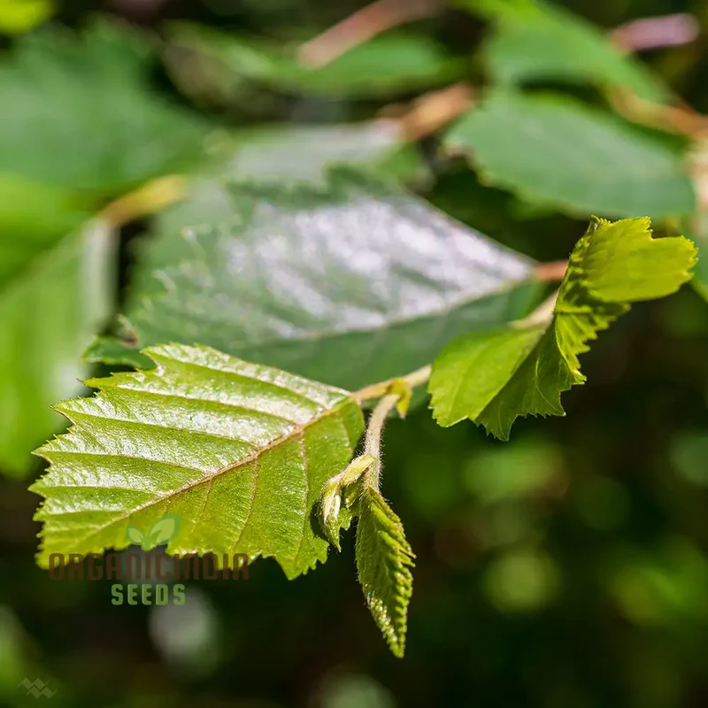 Betula Lenta Seeds For Planting, Grow Your Own Sweet Birch Trees