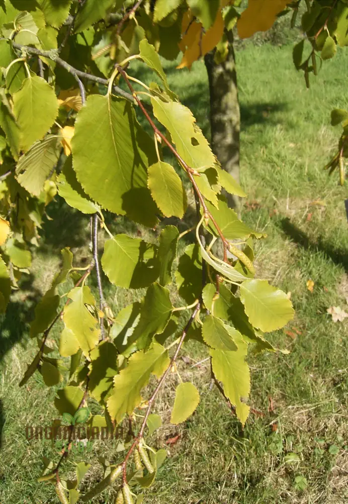 Betula Lenta Seeds For Planting, Grow Your Own Sweet Birch Trees