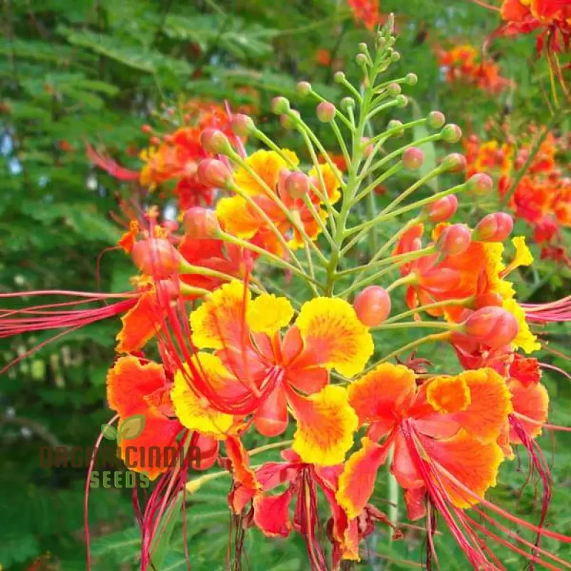Caesalpinia Pulcherrima Flowering Seeds For Planting,Cultivate Vibrant Blooms