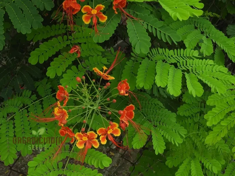 Caesalpinia Pulcherrima Flowering Seeds For Planting,Cultivate Vibrant Blooms