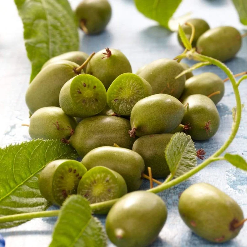 Kiwi Berry (Actinidia Arguta) Seeds for Gardening Enthusiasts | Grow Your Own Hardy Kiwi Vine at Home