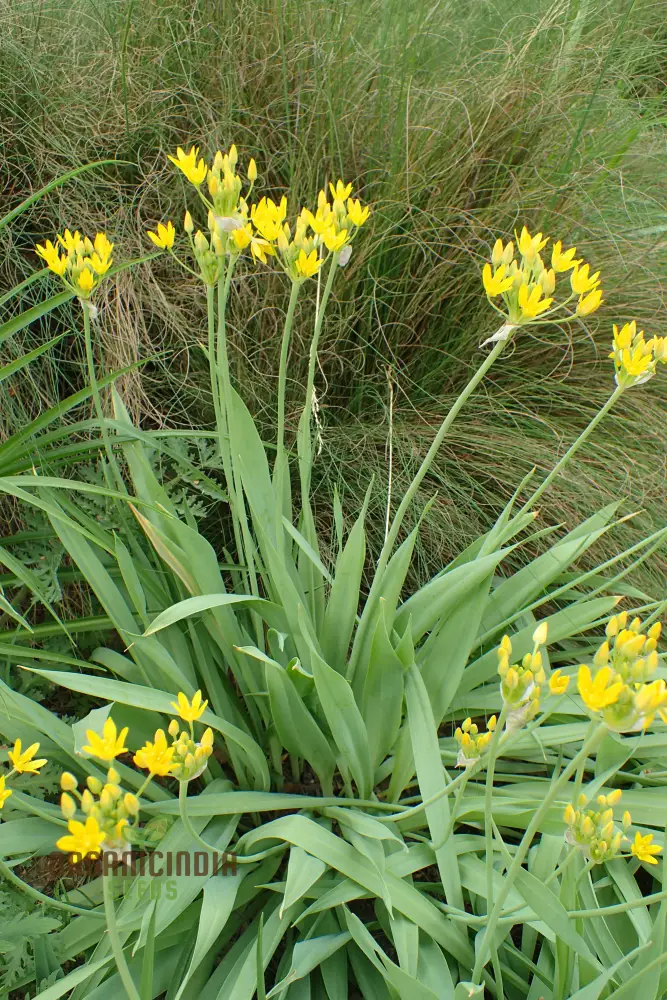 Allium Moly Flower Seeds for Planting, Premium Quality Seeds for Vibrant Garden Blooms
