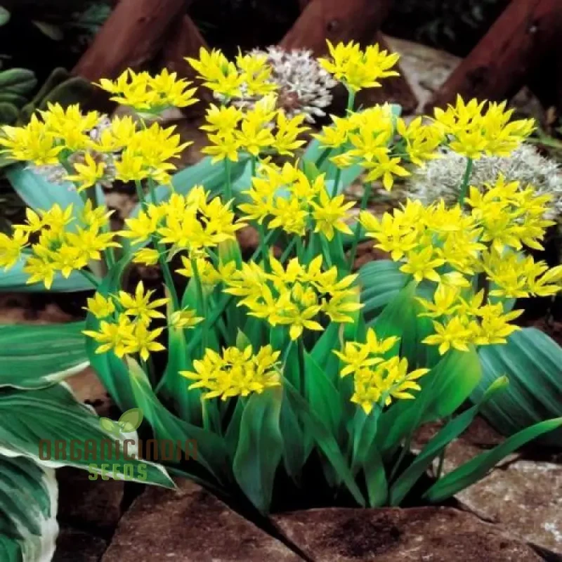 Allium Moly Flower Seeds for Planting, Premium Quality Seeds for Vibrant Garden Blooms