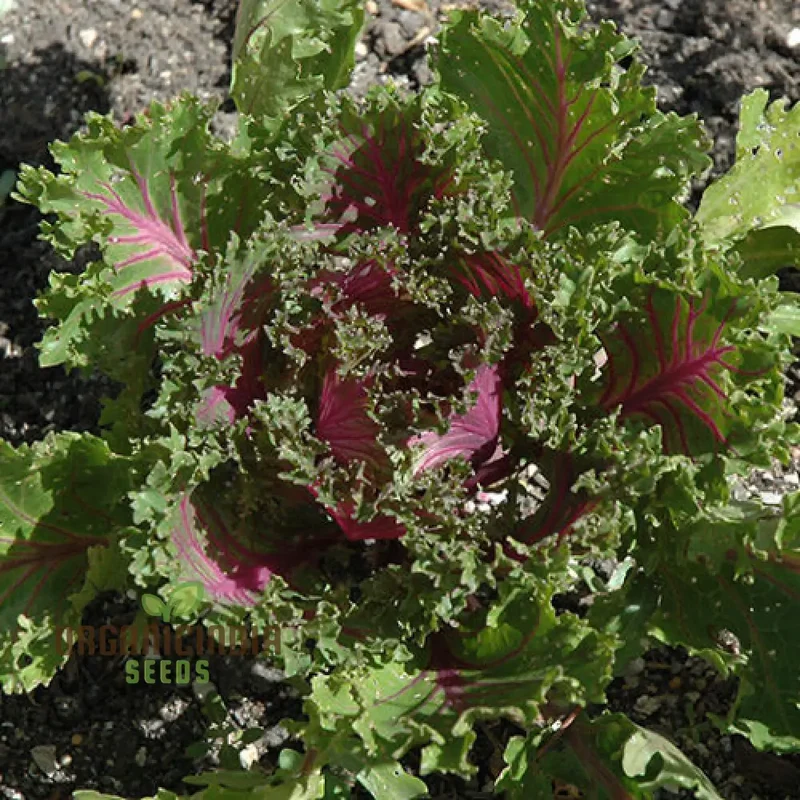 KALE BORECOLE Seeds for Vibrant Gardening Enthusiasts | Heirloom Planting Seeds for Your Lush Garden