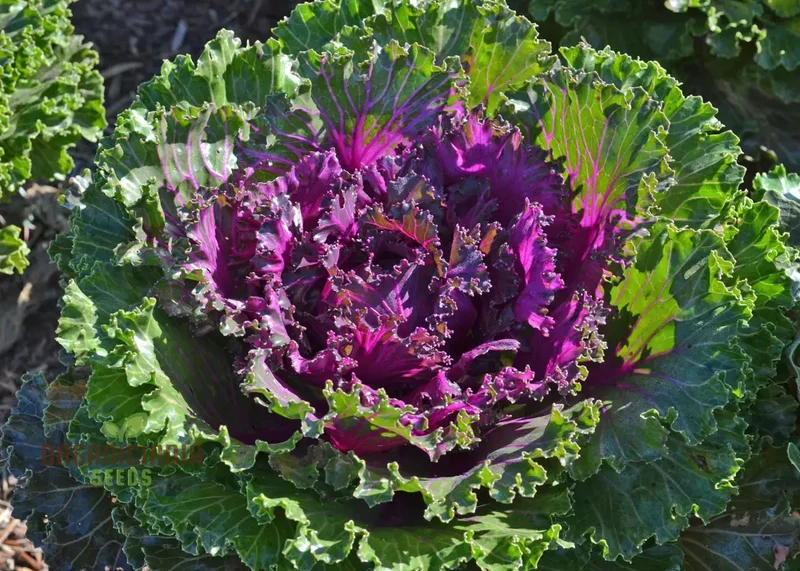KALE BORECOLE Seeds for Vibrant Gardening Enthusiasts | Heirloom Planting Seeds for Your Lush Garden